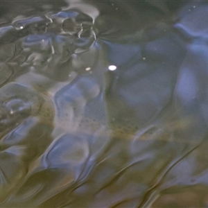 Salmo trutta at Charleys Forest, NSW - suppressed