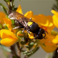 Amphylaeus morosus at Mongarlowe, NSW - 20 Oct 2024 by LisaH