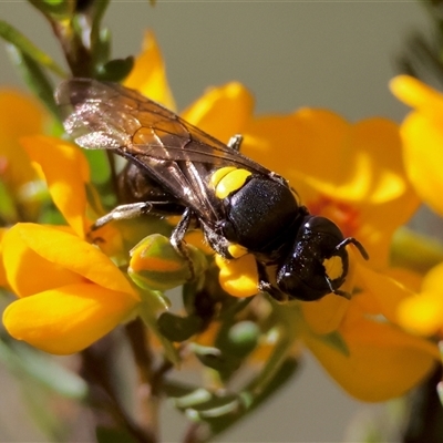 Amphylaeus morosus at Mongarlowe, NSW - 20 Oct 2024 by LisaH