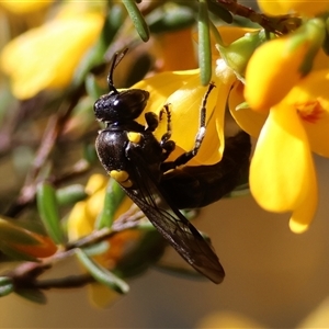 Amphylaeus morosus at suppressed - 20 Oct 2024