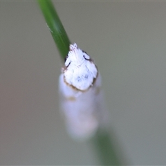 Oxythecta acceptella at Mongarlowe, NSW - 20 Oct 2024