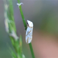 Oxythecta acceptella at Mongarlowe, NSW - 20 Oct 2024