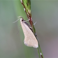 Telocharacta metachroa (A concealer moth) at Mongarlowe, NSW - 20 Oct 2024 by LisaH