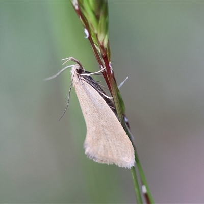 Telocharacta metachroa (A concealer moth) at Mongarlowe, NSW - 20 Oct 2024 by LisaH