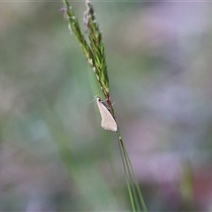 Telocharacta metachroa at Mongarlowe, NSW - 20 Oct 2024