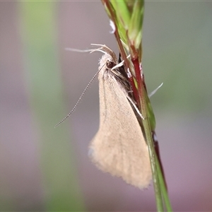 Telocharacta metachroa at Mongarlowe, NSW - 20 Oct 2024