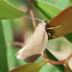 Telocharacta metachroa at Mongarlowe, NSW - 20 Oct 2024