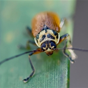 Cadmus (Cadmus) aurantiacus at Mongarlowe, NSW - suppressed