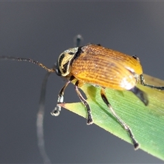 Cadmus (Cadmus) aurantiacus at Mongarlowe, NSW - suppressed