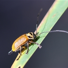 Cadmus (Cadmus) aurantiacus at Mongarlowe, NSW - suppressed