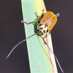 Cadmus (Cadmus) aurantiacus at Mongarlowe, NSW - suppressed