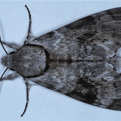 Psilogramma casuarinae (Privet Hawk Moth) at Rosedale, NSW - 19 Oct 2024 by jb2602