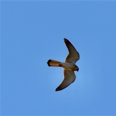 Falco cenchroides (Nankeen Kestrel) at Braidwood, NSW - 20 Oct 2024 by LisaH