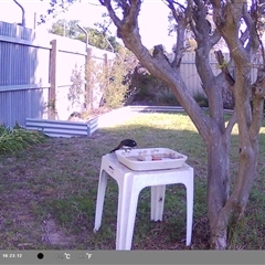 Rhipidura leucophrys (Willie Wagtail) at North Albury, NSW - 2 Oct 2024 by Darcy