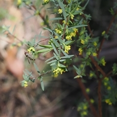 Pimelea pauciflora (Poison Rice Flower) at Uriarra Village, ACT - 20 Oct 2024 by RAllen