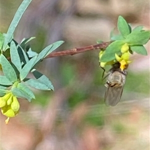 Pimelea pauciflora at Uriarra Village, ACT - 20 Oct 2024 01:56 PM