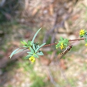 Pimelea pauciflora at Uriarra Village, ACT - 20 Oct 2024