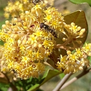 Pomaderris andromedifolia subsp. confusa at Uriarra Village, ACT - 20 Oct 2024