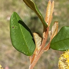 Pomaderris andromedifolia subsp. confusa at Uriarra Village, ACT - 20 Oct 2024