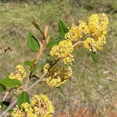 Pomaderris andromedifolia subsp. confusa at Uriarra Village, ACT - 20 Oct 2024