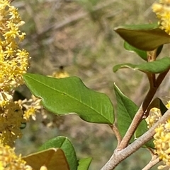 Pomaderris andromedifolia subsp. confusa at Uriarra Village, ACT - 20 Oct 2024