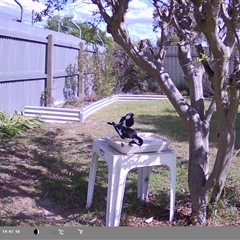 Grallina cyanoleuca (Magpie-lark) at North Albury, NSW - 6 Oct 2024 by Darcy