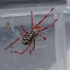 Rainbowia sp. (genus) at Freshwater Creek, VIC - 21 Nov 2020 by WendyEM