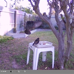 Sturnus vulgaris (Common Starling) at North Albury, NSW - 6 Oct 2024 by Darcy