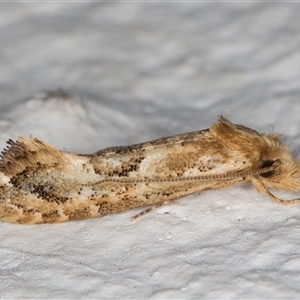 Moerarchis inconcisella at Melba, ACT - 17 Oct 2024 11:57 PM