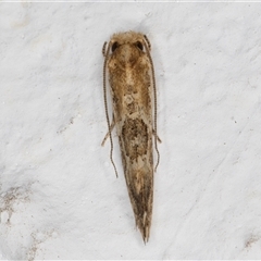 Moerarchis inconcisella at Melba, ACT - 17 Oct 2024 11:57 PM