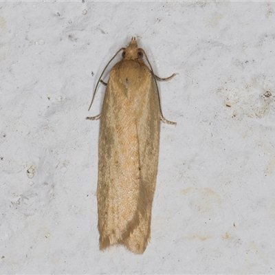 Merophyas divulsana (Lucerne Leafroller (Tortricinae, Archipini) at Melba, ACT - 17 Oct 2024 by kasiaaus