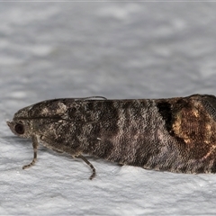 Cydia pomonella (Codling Moth) at Melba, ACT - 18 Oct 2024 by kasiaaus