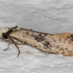 Monopis argillacea (A Clothes moth (Tineidae)) at Melba, ACT - 18 Oct 2024 by kasiaaus