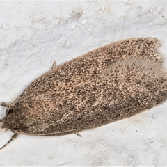 Chezala silvestris (Common forest moth) at Melba, ACT - 17 Oct 2024 by kasiaaus