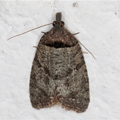 Rupicolana orthias (A tortrix or leafroller moth) at Melba, ACT - 18 Oct 2024 by kasiaaus