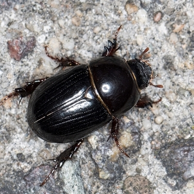 Heteronychus arator (African black beetle) at Melba, ACT - 19 Oct 2024 by kasiaaus