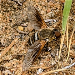 Unidentified Bee fly (Bombyliidae) at Kalbarri, WA - 20 Oct 2024 by HelenCross