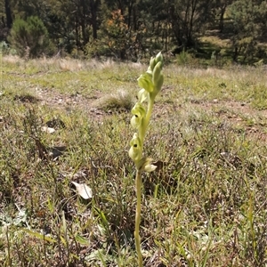 Hymenochilus bicolor (ACT) = Pterostylis bicolor (NSW) at Moncrieff, ACT - 20 Oct 2024