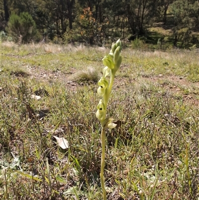 Hymenochilus bicolor (ACT) = Pterostylis bicolor (NSW) (Black-tip Greenhood) at Moncrieff, ACT - 19 Oct 2024 by Wildlifewarrior80