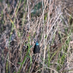 Pollanisus (genus) (A Forester Moth) at Jacka, ACT - 20 Oct 2024 by Wildlifewarrior80