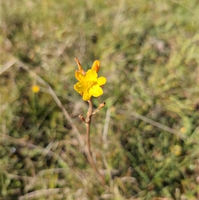 Bulbine bulbosa (Golden Lily, Bulbine Lily) at Taylor, ACT - 19 Oct 2024 by Wildlifewarrior80