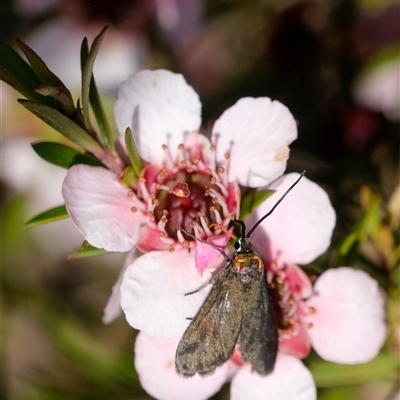 Pollanisus (genus) (A Forester Moth) at Penrose, NSW - 20 Oct 2024 by Aussiegall