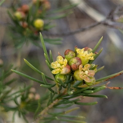 Unidentified Other Shrub at Kalbarri, WA - 20 Oct 2024 by HelenCross