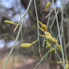 Unidentified Other Shrub at Kalbarri, WA - 20 Oct 2024 by HelenCross