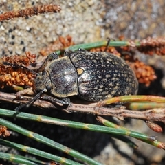 Lepispilus sp. (genus) (Yellow-spotted darkling beetle) at Wyanbene, NSW - 20 Oct 2024 by Harrisi