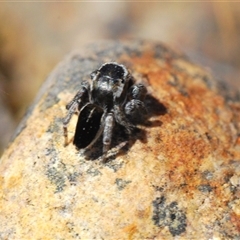 Maratus proszynskii (Peacock spider) at Krawarree, NSW - 20 Oct 2024 by Harrisi