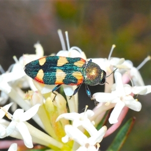 Castiarina sexplagiata at Wyanbene, NSW - 20 Oct 2024