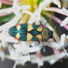 Castiarina sexplagiata at Wyanbene, NSW - 20 Oct 2024