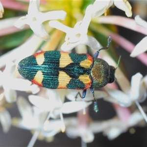 Castiarina sexplagiata at Wyanbene, NSW - 20 Oct 2024