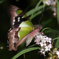 Graphium macleayanum (Macleay's Swallowtail) at Acton, ACT - 20 Oct 2024 by TimL